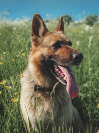 Close-up of a dog looking away