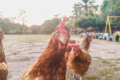 Cute chicken sent a cute smile to me