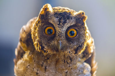 Close-up portrait of a owl