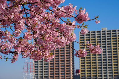 Low angle view of pink cherry tree by building