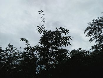 Low angle view of silhouette tree against sky