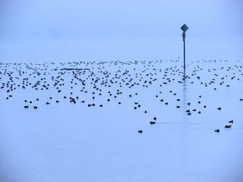 Flock of birds flying against blue sky