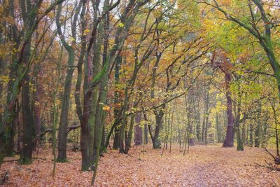 Trees in forest during autumn