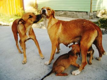 Dogs on floor