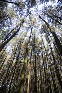 Low angle view of trees in forest