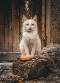 Portrait of cat