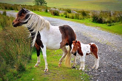 Horse and foal standing on field by road