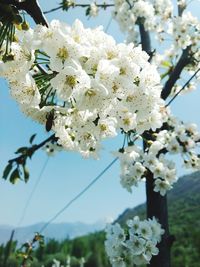 Close-up of white cherry blossoms in spring