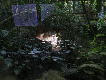 Close-up of plants in forest