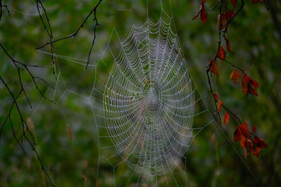 Close-up of spider on web