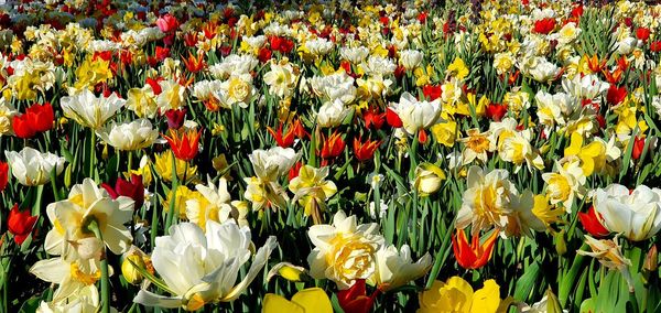 Full frame shot of multi colored tulips