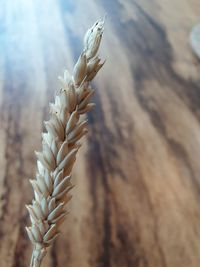 Close-up of dried rice plant 