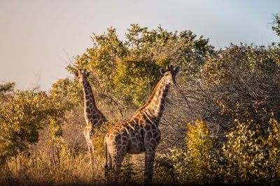 Giraffe standing against plants