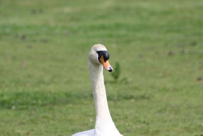 Close-up of swan on grass