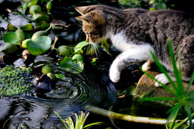 Cat drinking water from a lake
