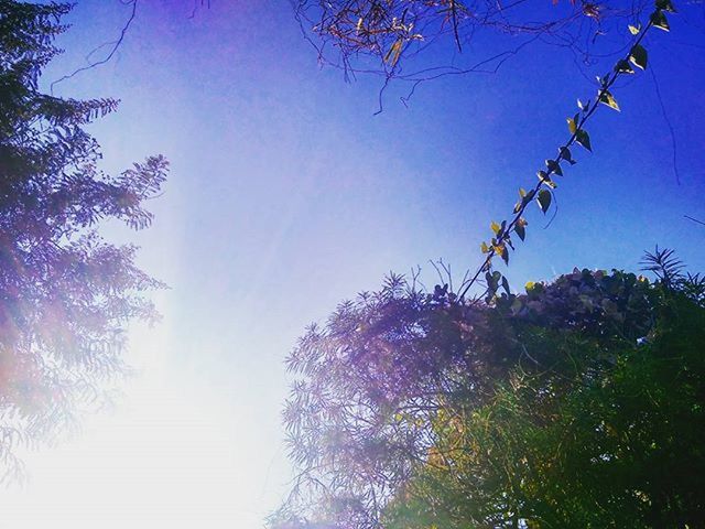 clear sky, tree, blue, branch, low angle view, sunlight, growth, tranquility, nature, beauty in nature, sun, scenics, bare tree, tranquil scene, sunbeam, lens flare, outdoors, copy space, sky, no people