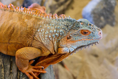 Close-up of a lizard on rock