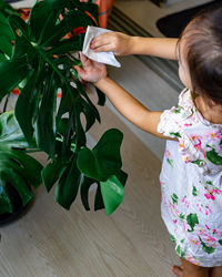 Cleaning the houseplant leaves, taking care of plant monstera using a cotton sheet. home gardening.