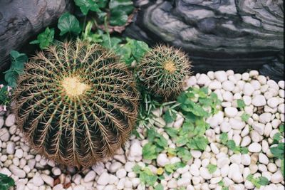 High angle view of cactus plants