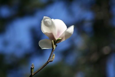 Close-up of white flowers blooming outdoors