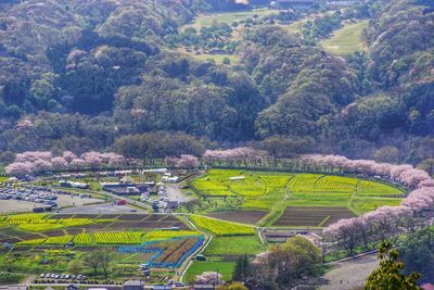 High angle view of agricultural field