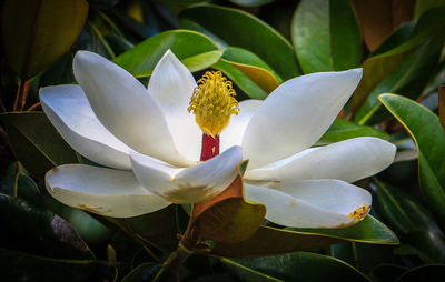 Close-up of white flowers blooming outdoors