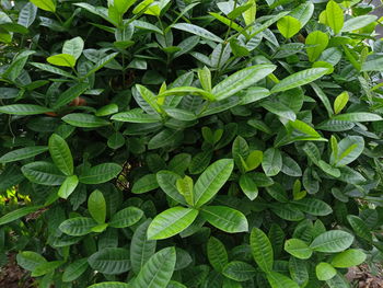 Full frame shot of green leaves