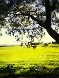 Scenic view of field against sky