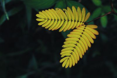 Close-up of yellow flowering plant