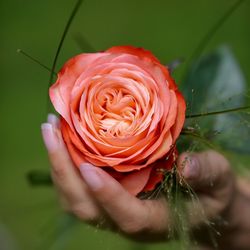 Close-up of hand holding rose