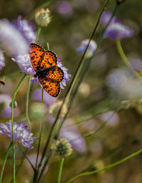 Close-up of fritillary butterfly on purple flower