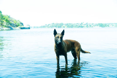 Side view of dog standing in lake