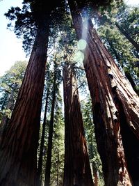 Low angle view of trees against sky