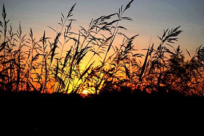 Silhouette of trees at sunset