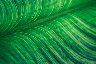 Full frame shot of palm leaves