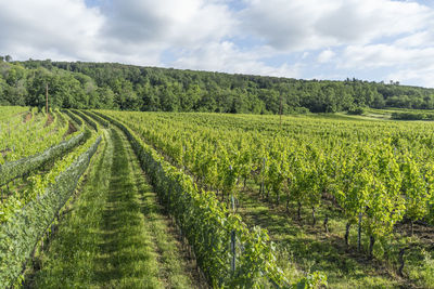 Scenic view of agricultural field against sky
