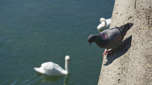 Close-up of seagulls perching on a sea