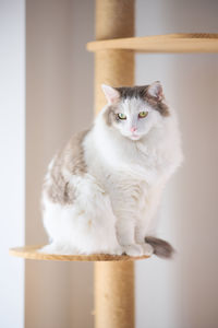 White cat sitting on cat tower looking away