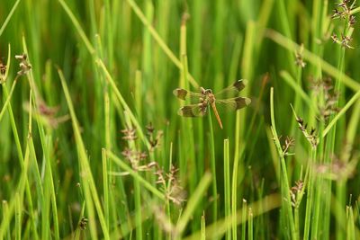 Close-up of grass growing on field