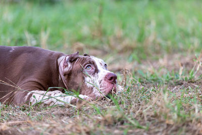 Close-up of dog on field