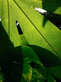 Close-up of green leaves