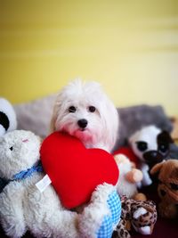 Close-up portrait of dog