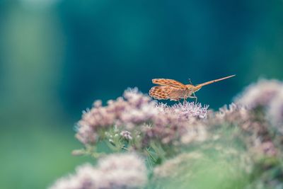 Close-up of butterfly pollinating on flower