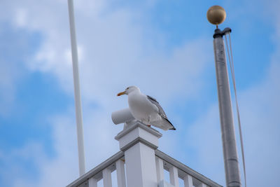 Low angle view of seagull perching on wall