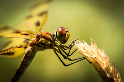 Close-up of dragonfly on plant