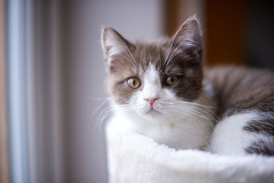 Beautiful british short hair cat