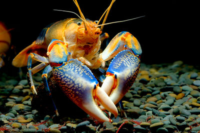 Close-up of crab on pebbles in sea