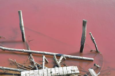 Old woods on the raspberry lake