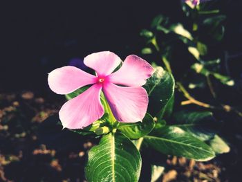 Close-up of pink flower blooming outdoors