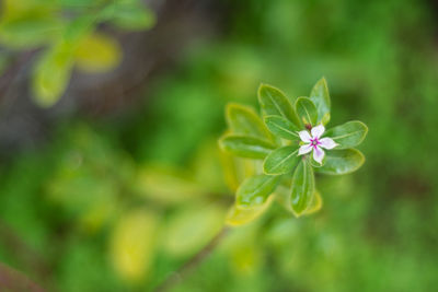 Close-up of flower against blurred background